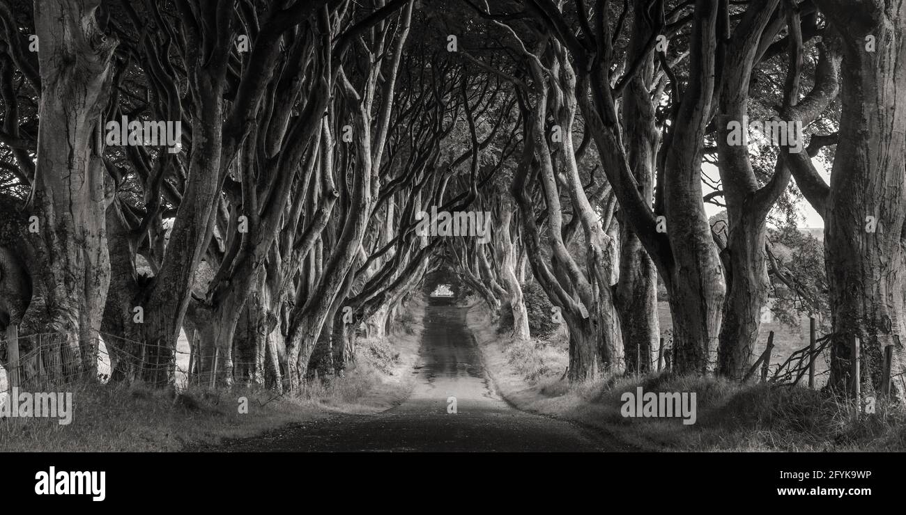 La route bordée de hêtre du XVIIIe siècle connue sous le nom de Dark Hedges dans le comté d'Antrim, en Irlande du Nord. Un lieu de tournage pour Game of Thrones. Banque D'Images La route bordée de hêtre du XVIIIe siècle connue sous le nom de Dark Hedges dans le comté d'Antrim, en Irlande du Nord. Un lieu de tournage pour Game of Thrones. Banque D'Images