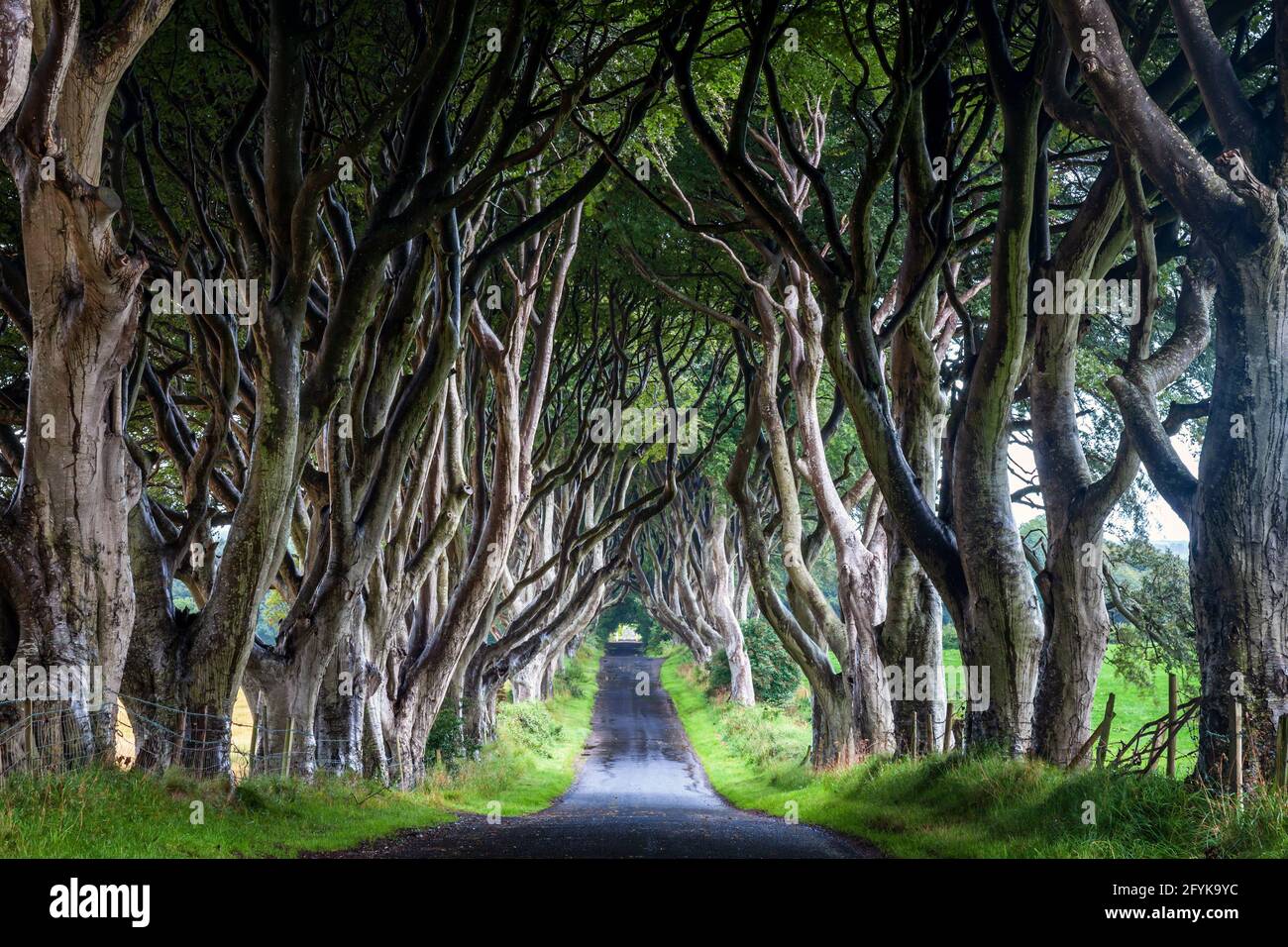 La route bordée de hêtre du XVIIIe siècle connue sous le nom de Dark Hedges dans le comté d'Antrim, en Irlande du Nord. Un lieu de tournage pour Game of Thrones. Banque D'Images La route bordée de hêtre du XVIIIe siècle connue sous le nom de Dark Hedges dans le comté d'Antrim, en Irlande du Nord. Un lieu de tournage pour Game of Thrones. Banque D'Images