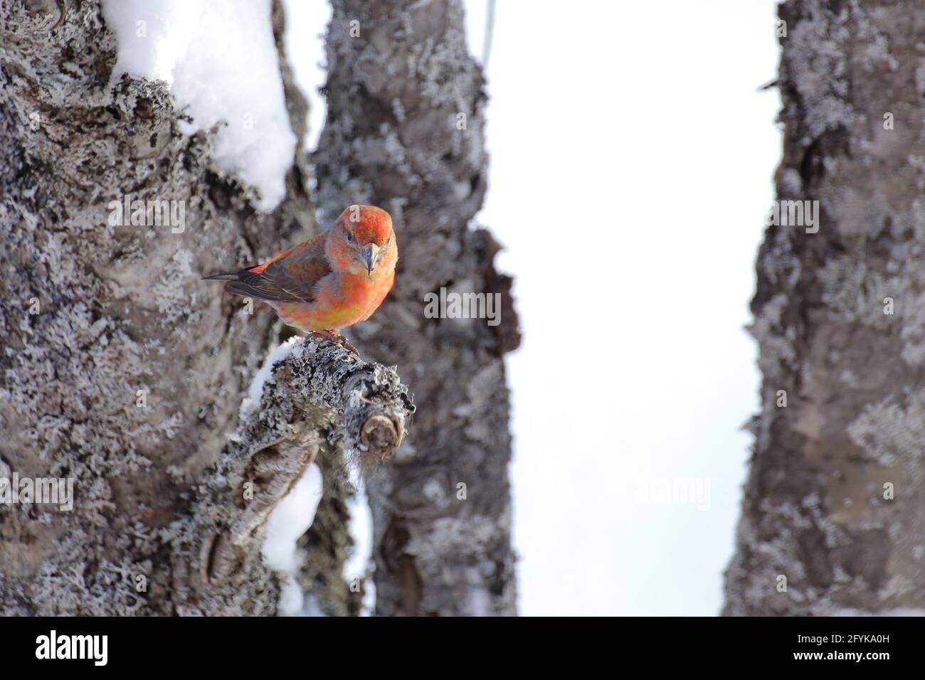 Bec-croisé de perroquet mâle (Loxia curvirostra) sur l'ancien arbre. Banque D'Images