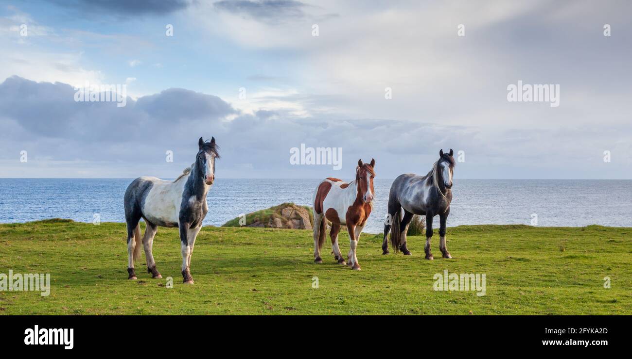 Trois chevaux au bord de la mer, pris sur la côte du comté de Derry en Irlande du Nord. Banque D'Images