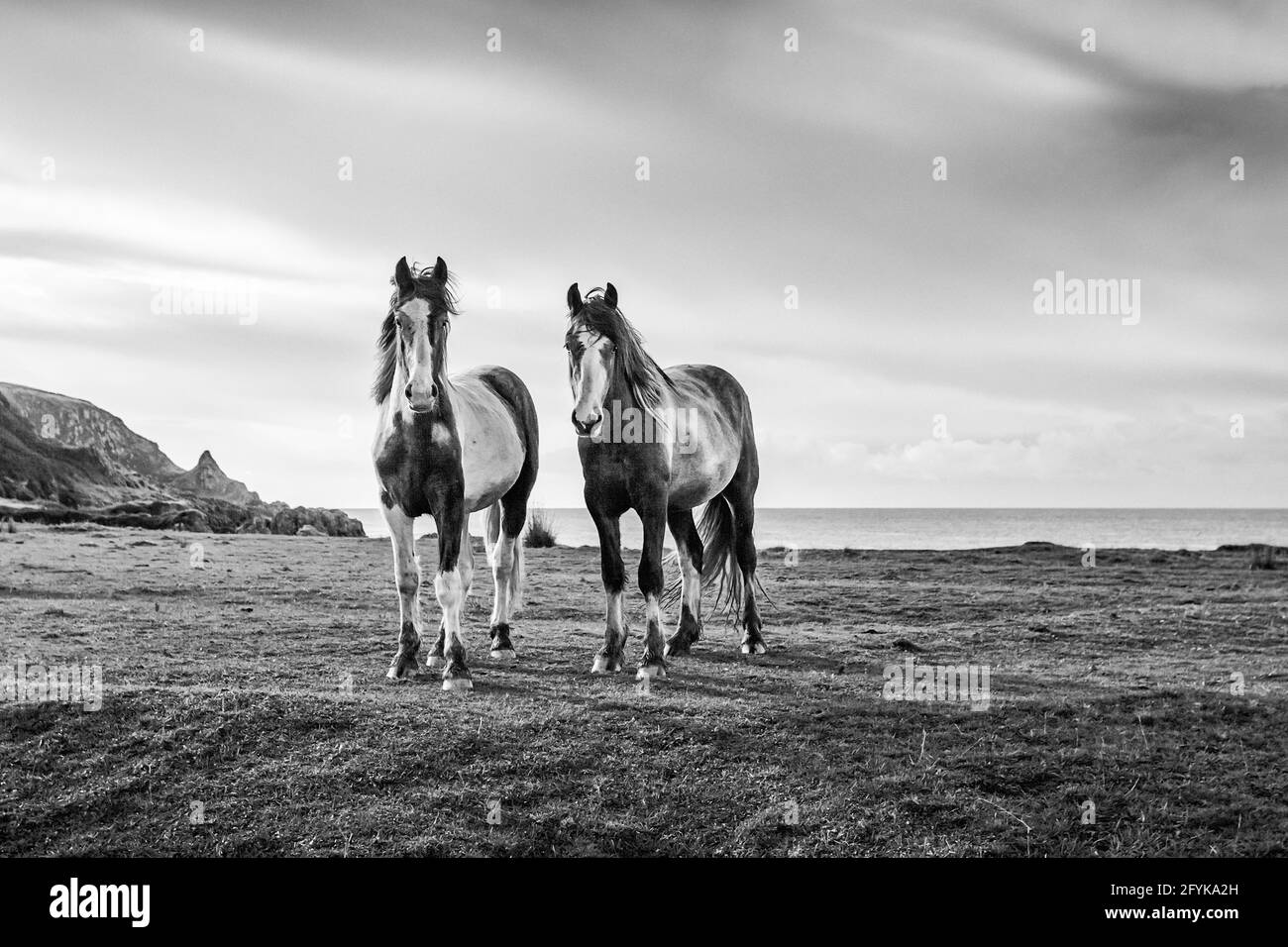 Image monochrome de deux chevaux au bord de la mer, prise sur la côte du comté de Derry en Irlande du Nord. Banque D'Images