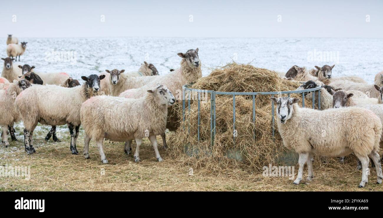 Des moutons se nourrissant d'un fourrageur de foin lors d'une journée d'hiver froide dans le Leicestershire. Banque D'Images