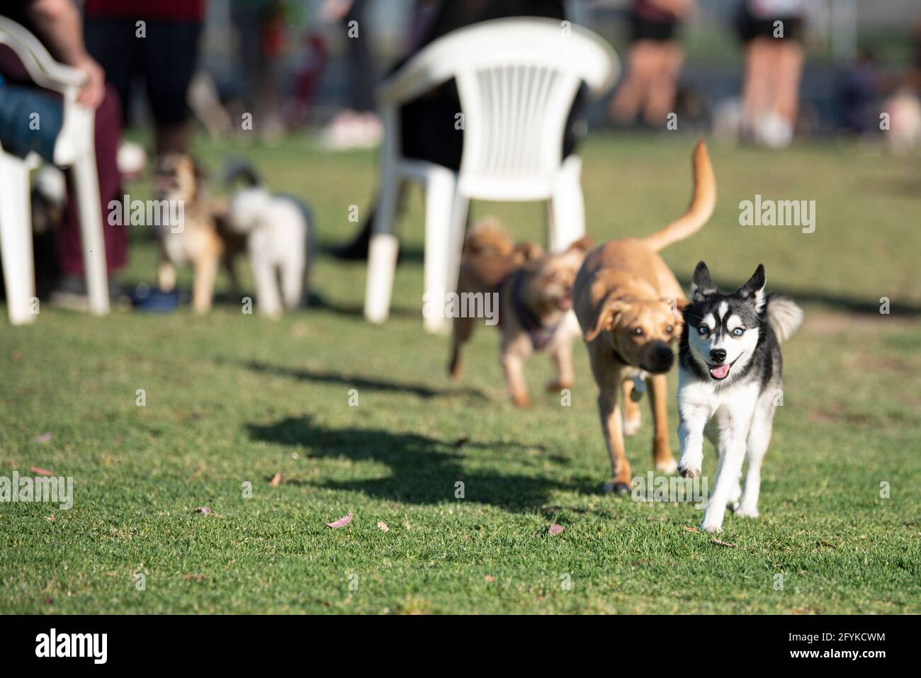 Une race de chien appelée Klee Kai, étant chassée par un autre chien dans un parc pour chiens. Banque D'Images