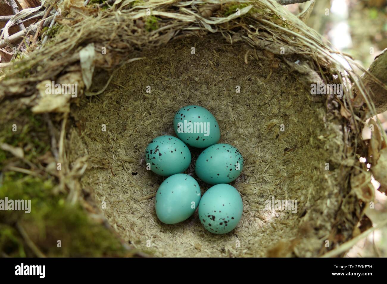 Songbird nichent avec des œufs turquoise. Oeufs d'oiseau dans le nid. Banque D'Images