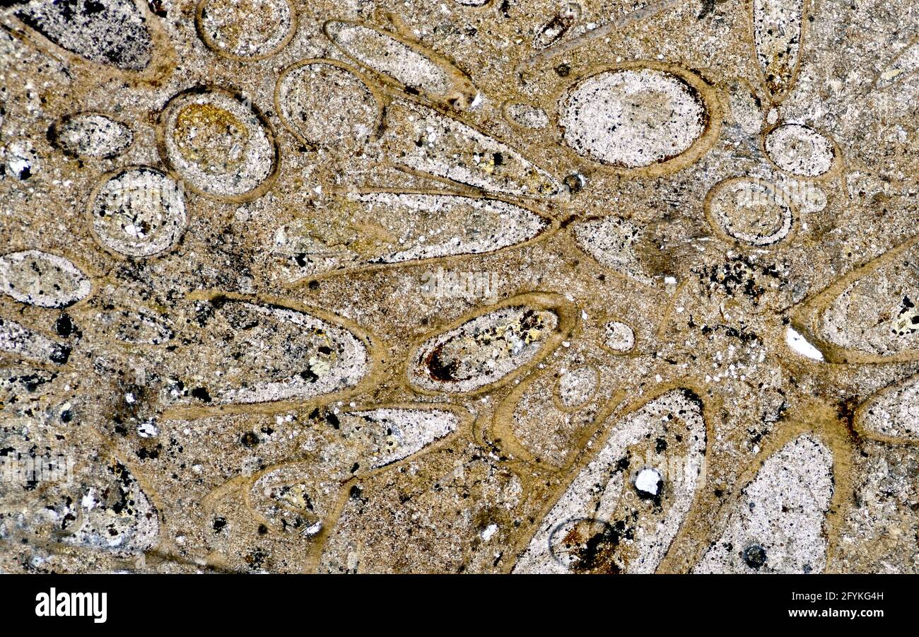 Section de coquillages fossiles, faune de Cambrian petite shelly, Salterella sp. Lame de section mince Banque D'Images