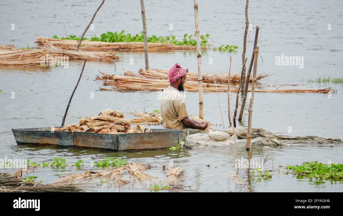 Les agriculteurs du Bangladesh sont occupés à laver le jute dans l'eau. Le jute est appelé fibre dorée. Le jute est largement cultivé en Inde et au Bangladesh. Banque D'Images