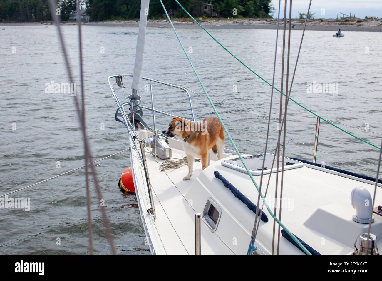 Un chien Husky St Bernard Mix se tient sur l'arc (Avant) d'un voilier par une journée ensoleillée en Colombie-Britannique Sunshine Coast lorsqu'il est à l'ancre Banque D'Images