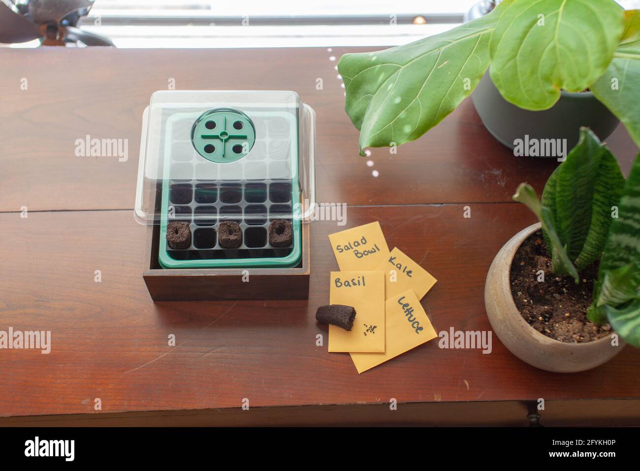 Un petit kit de démarrage de germination de graines se trouve sur un bureau à côté d'une fenêtre dans un appartement. Des bougies de mousse de tourbe et des graines sont à côté. Derrière se trouve un figue fiddleleaf Banque D'Images