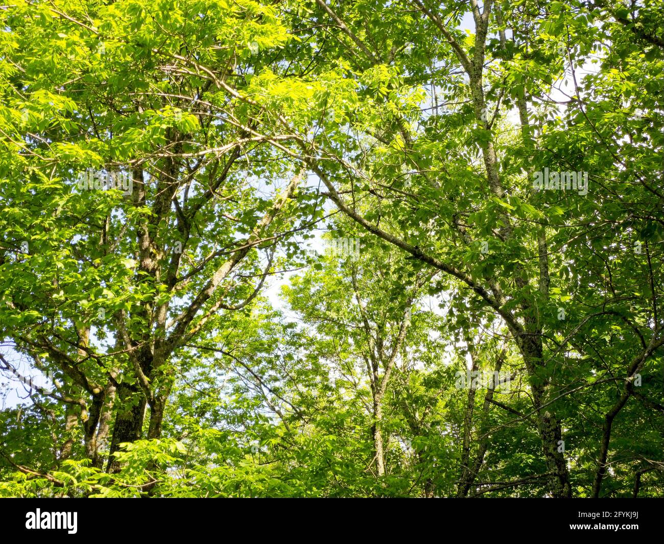 Arbres dans les bois par une journée ensoleillée avec du vert laisse sur fond de ciel clair Banque D'Images