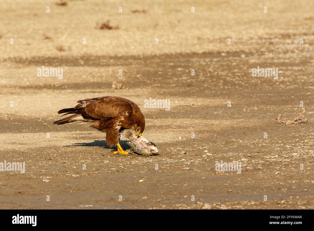 Buteo buteo (Buteo buteo) se nourrissant d'un poisson..cet oiseau de proie se trouve dans toute l'Europe et dans certaines parties de l'Asie, habitant des zones ouvertes, comme la ferme Banque D'Images