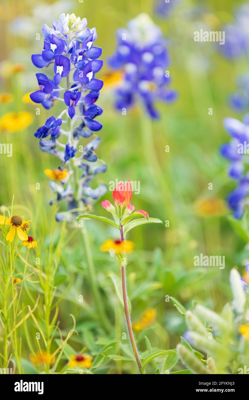 Llano, Texas, États-Unis. Bluebonnet et d'autres fleurs sauvages dans le pays de colline du Texas. Banque D'Images