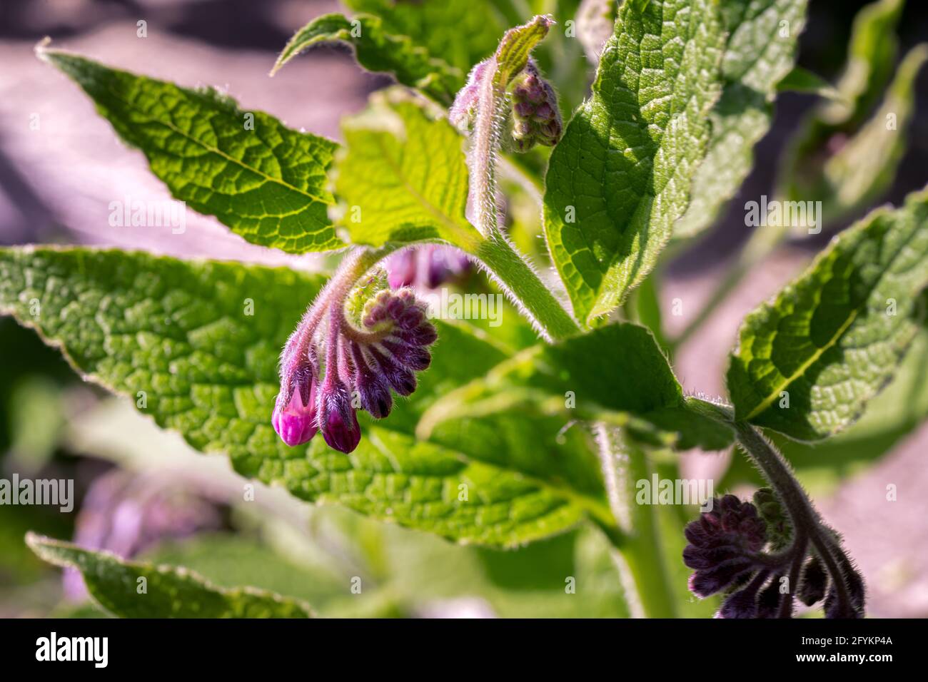 Gros plan de fleurs roses communes de comfrey ou de Symphytum officinale Banque D'Images