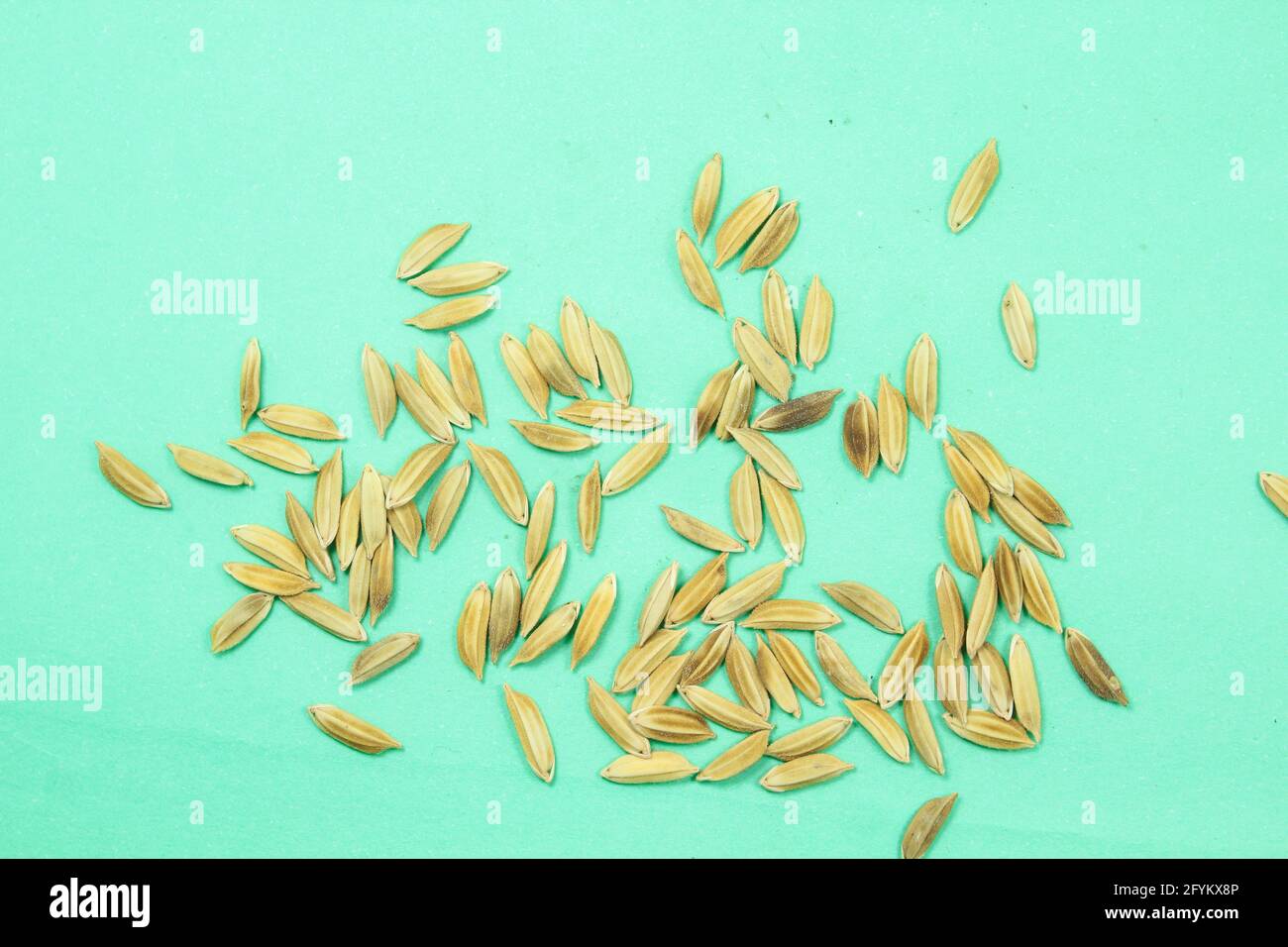 Semences de riz frais pour la plantation.semences de riz sur une surface isolée. Concept d'agriculture Banque D'Images