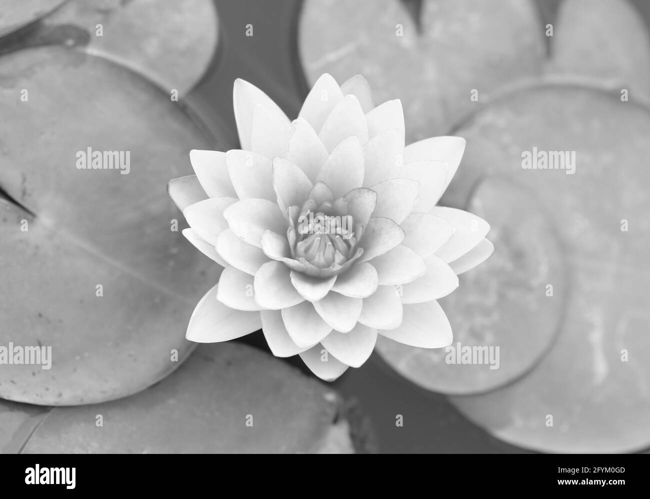 Un séduisant nénuphar en monochrome Banque D'Images