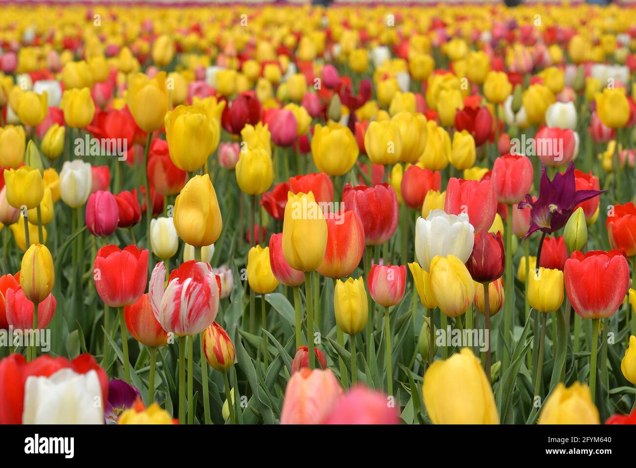 Champ de couleurs Banque D'Images