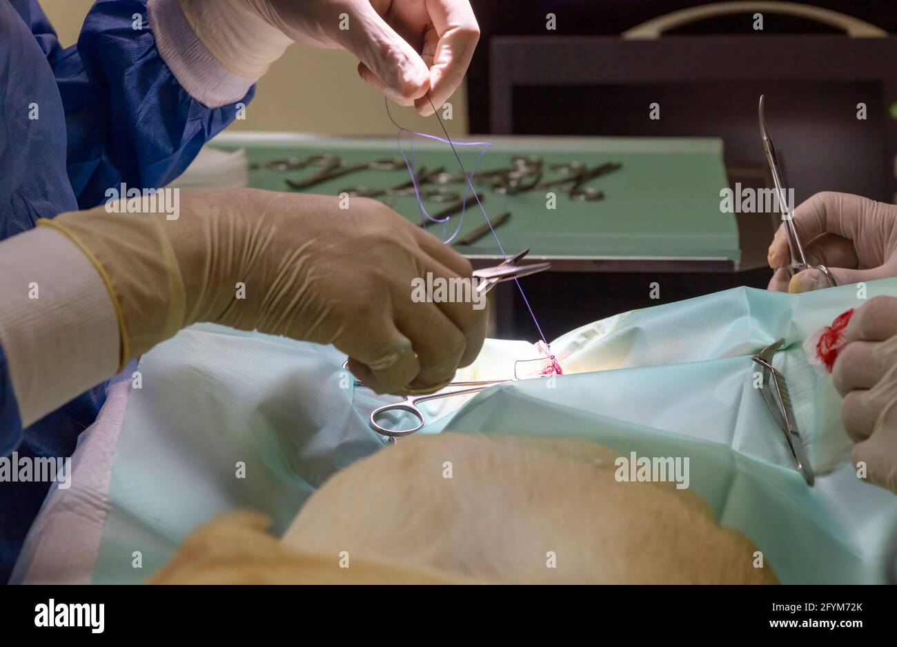 Une paire de vétérinaires qualifiés plaçant des sutures sur un pichet au  cours de la stérilisation chirurgicale Photo Stock - Alamy
