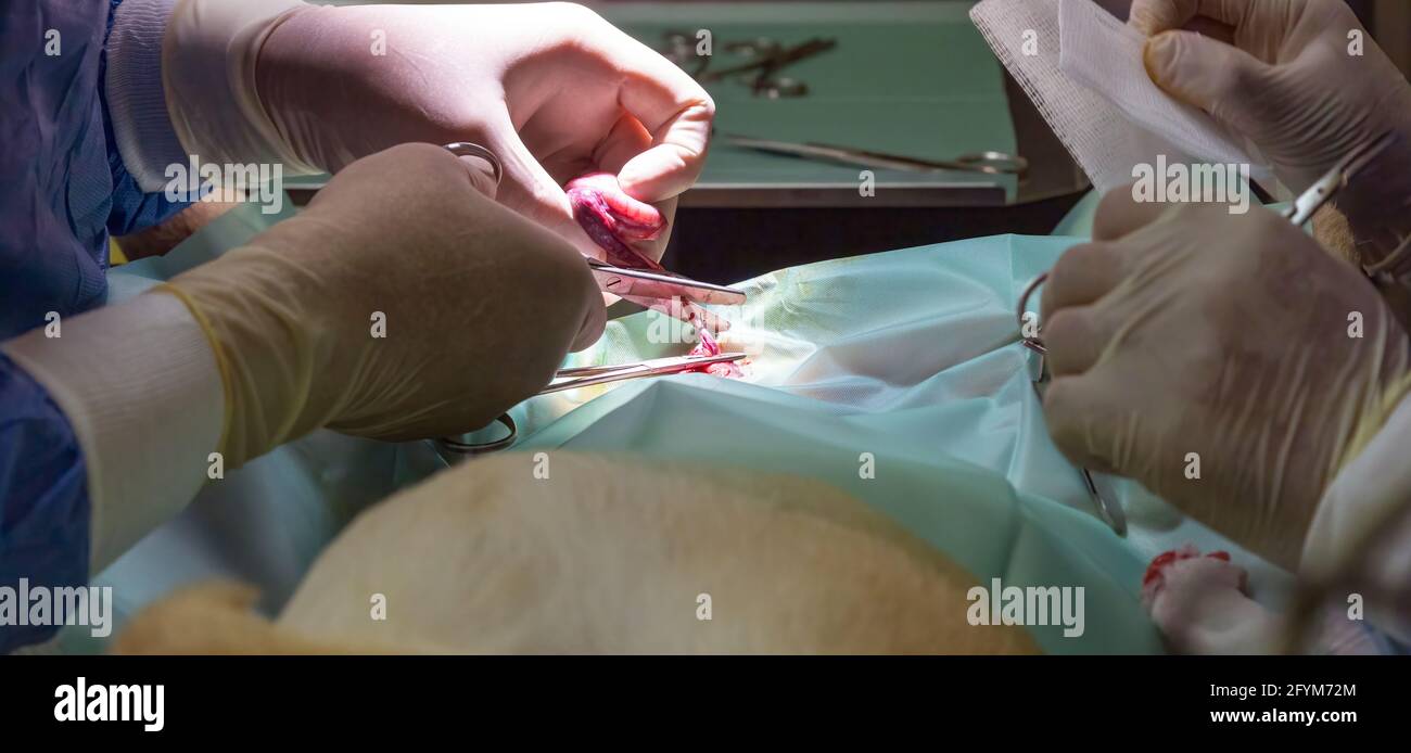 Un vétérinaire qualifié se prépare à retirer le testicule d'un chien pendant la chirurgie de stérilisation Banque D'Images