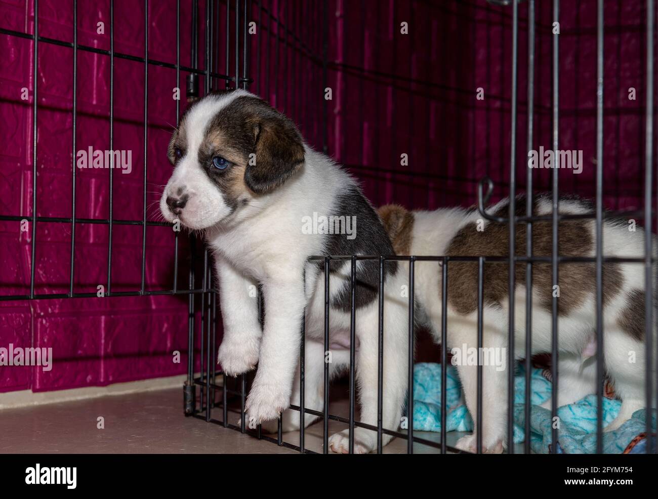 Un adorable chiot Beagle de 3 semaines derrière une clôture jouer avec une main de homme Banque D'Images