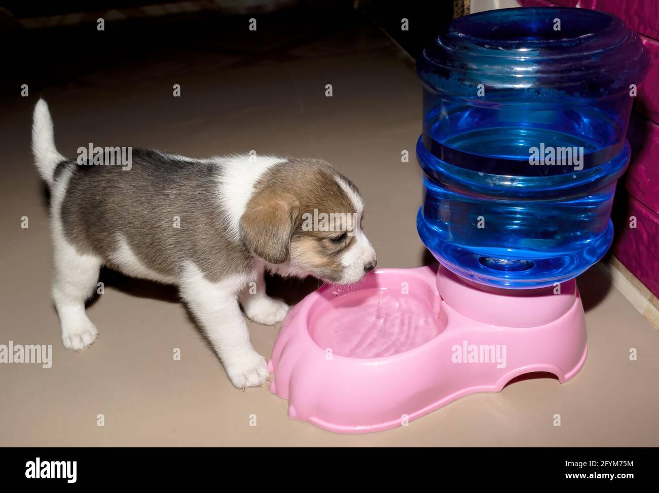 Un adorable chiot Beagle de 3 semaines buvant de l'eau pour la première fois d'une fontaine Banque D'Images