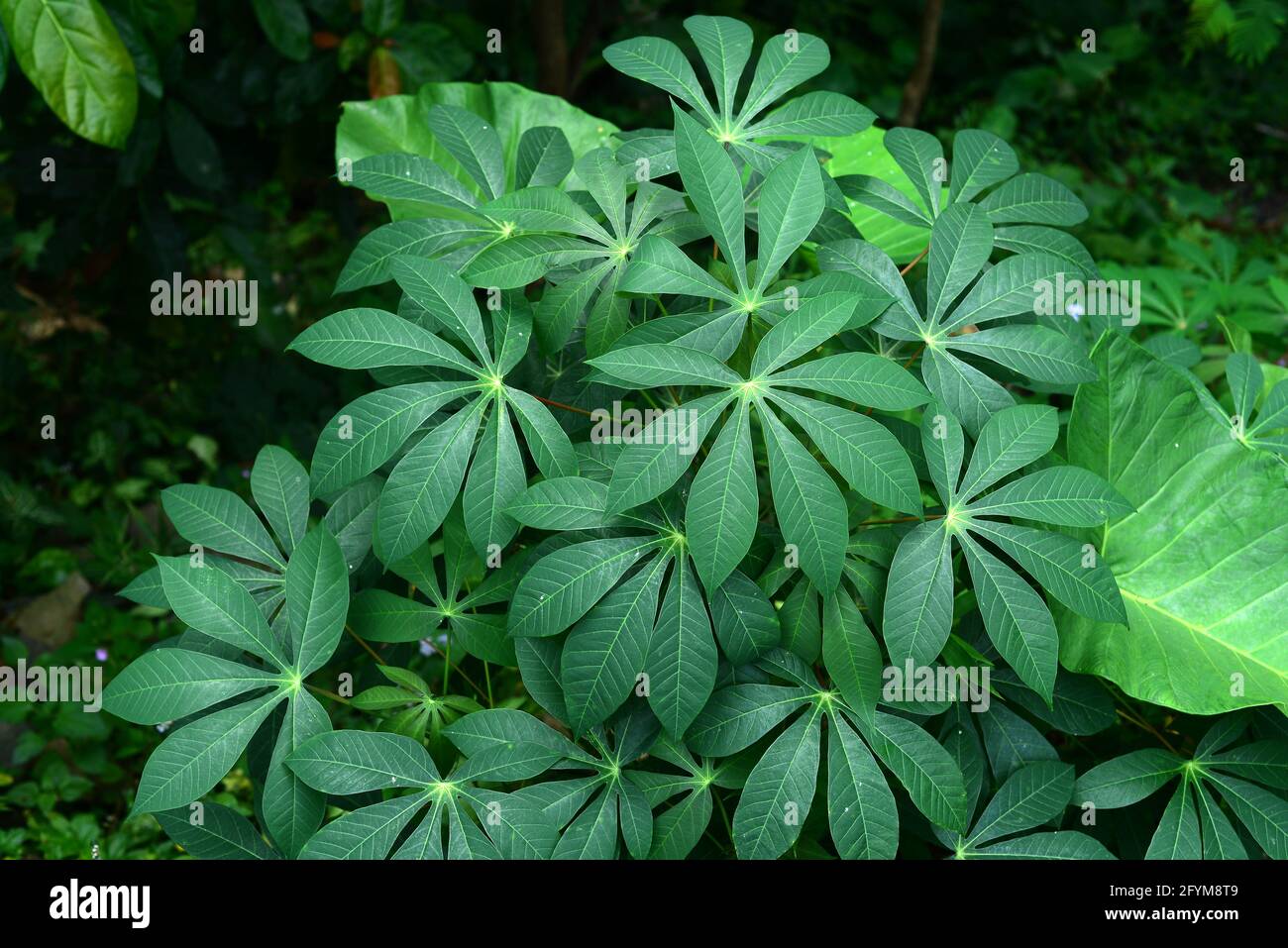 Les feuilles de manioc avec un modèle unique dans le jardin avec la lumière directe du soleil, peuvent être utilisées comme arrière-plans et fonds d'écran Banque D'Images