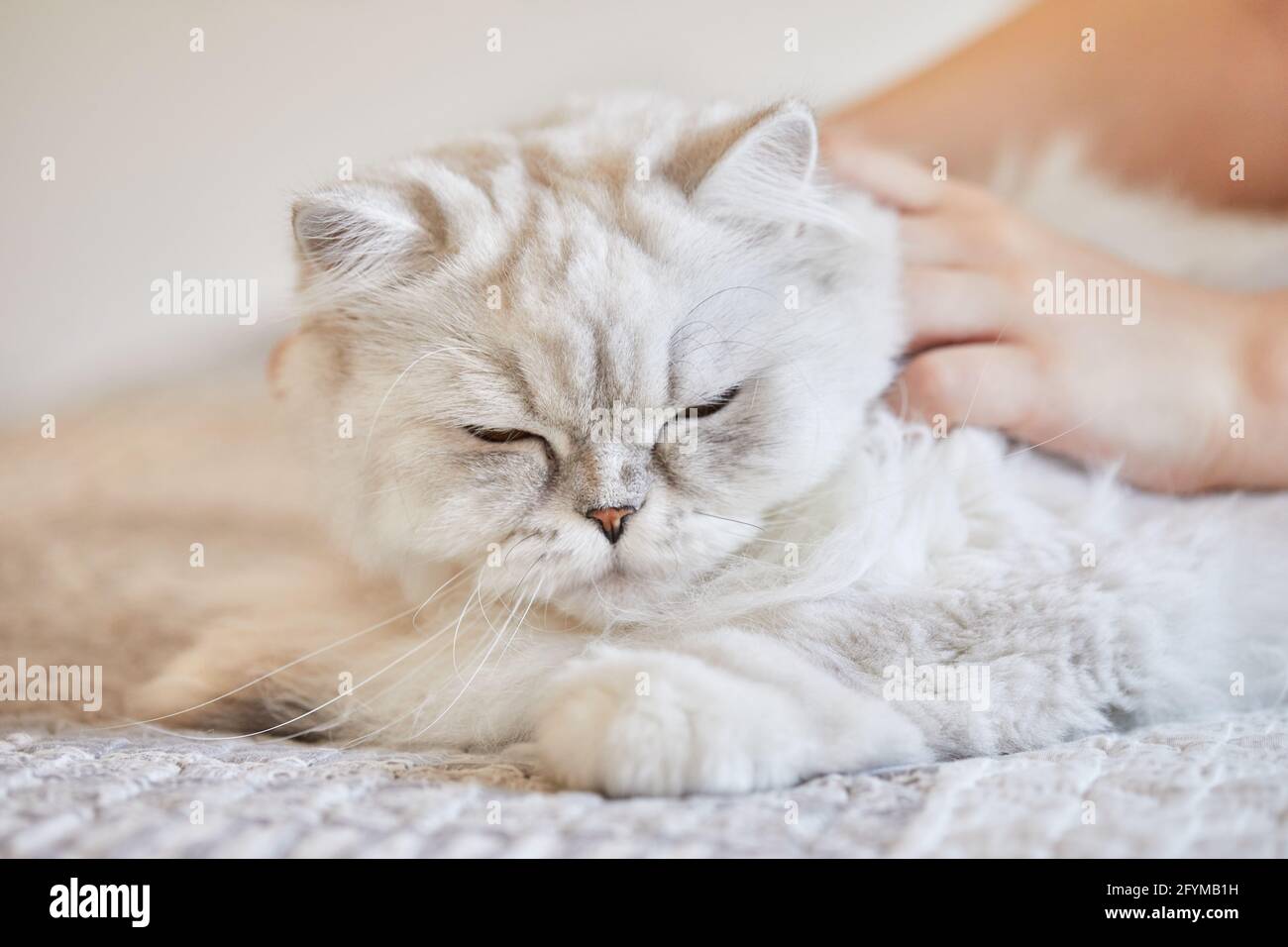 Fille A Poil Long Britannique Chat Blanc Photo Stock Alamy