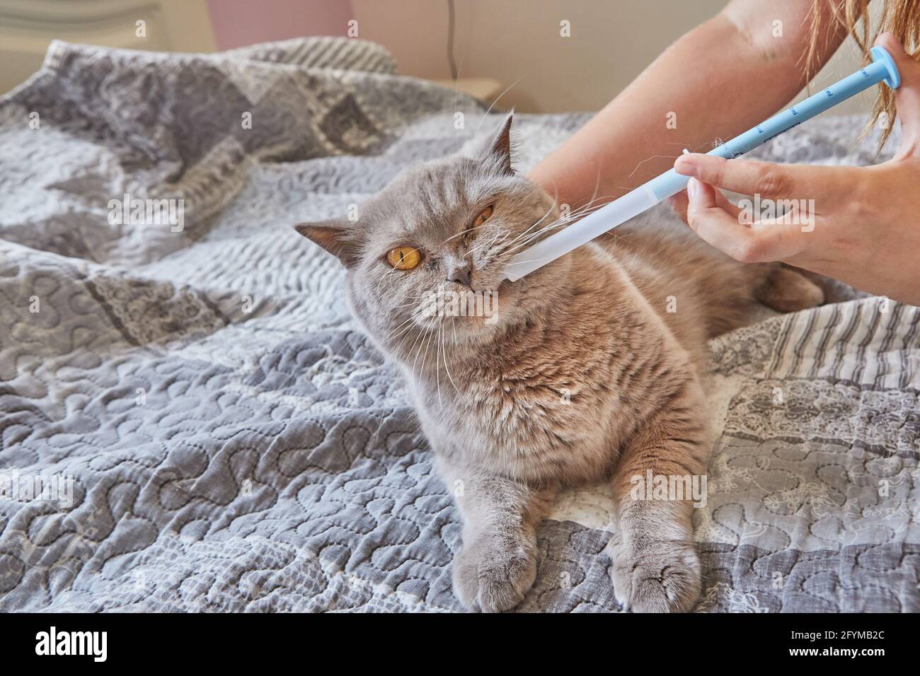 Pet Medication Banque D Image Et Photos Alamy