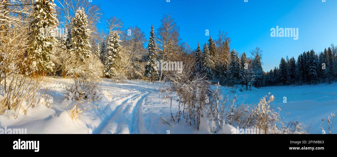 Paysage d'hiver ensoleillé avec verrière de forêt couverte de neige profonde pendant janvier matin givré. Banque D'Images