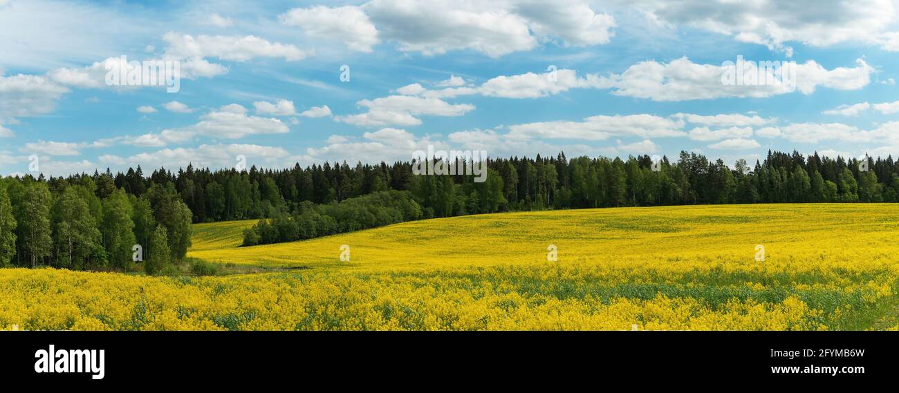 Paysage panoramique d'été avec ciel bleu sur le champ jaune avec fleurs et arbres verts en forêt. Banque D'Images