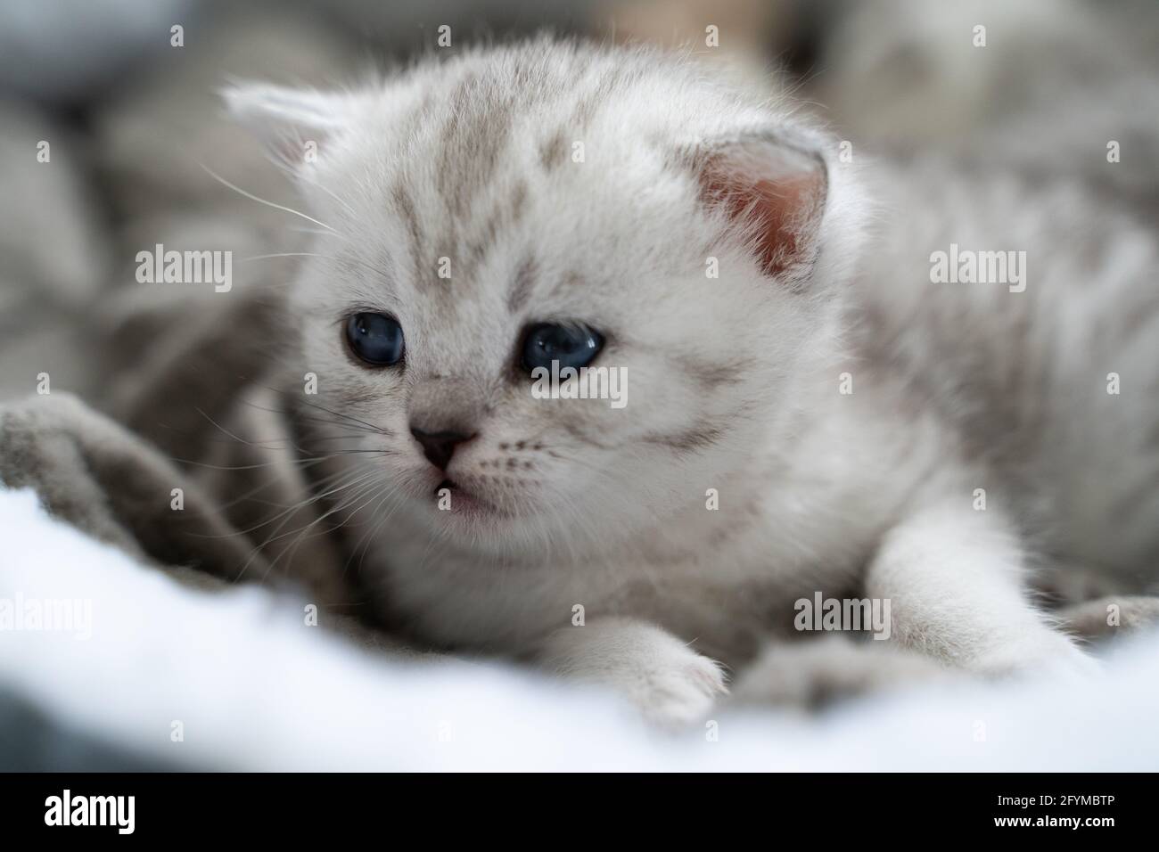Bebe Chat Blanc Avec Les Yeux Bleus Regarder Mignon Dans L Appareil Photo Photo Stock Alamy