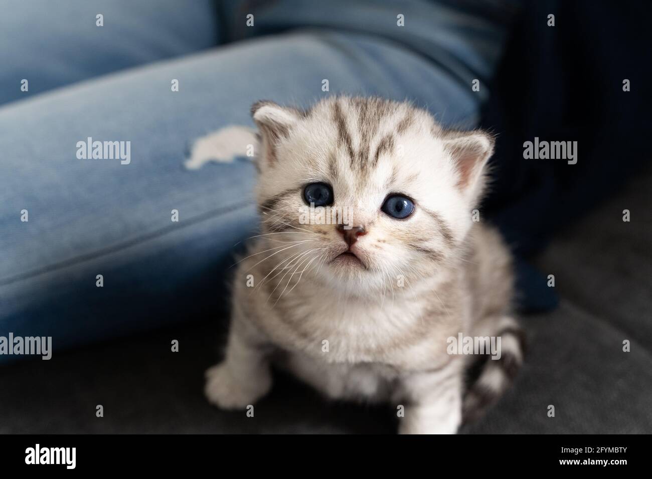bébé chat blanc avec les yeux bleus regarder mignon dans l'appareil photo  Photo Stock - Alamy