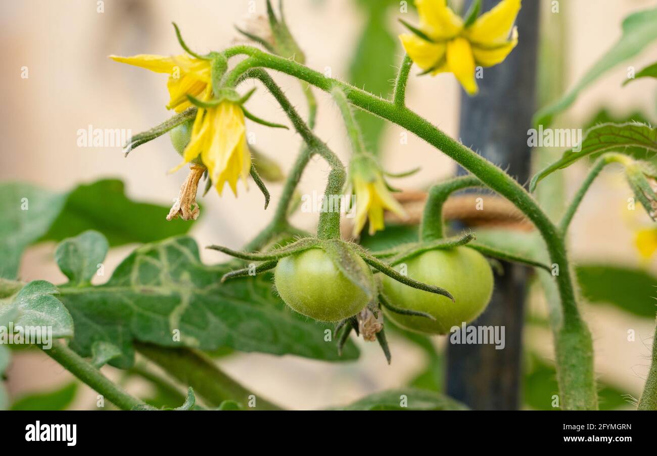 Les Fleurs De Tomates Et Les Tomates De Bebe Dans Le Foyer De Plant Selective Photo Stock Alamy