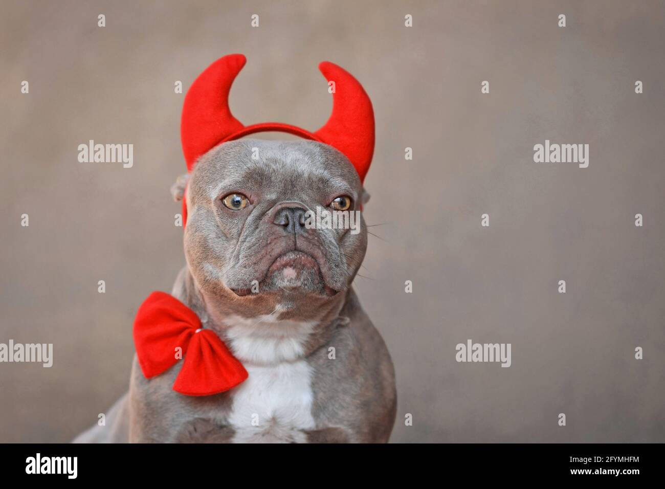 Portrait de chien Bulldog français portant des cornes rouges diable et noeud papillon sur fond gris Banque D'Images