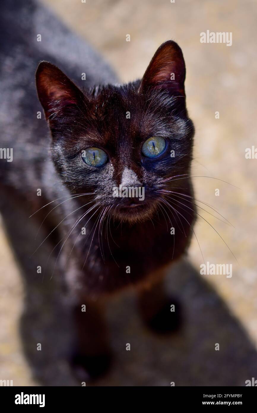 Photo Verticale D Un Chat Noir Feroce Sur Fond Bokeh En Exterieur Photo Stock Alamy