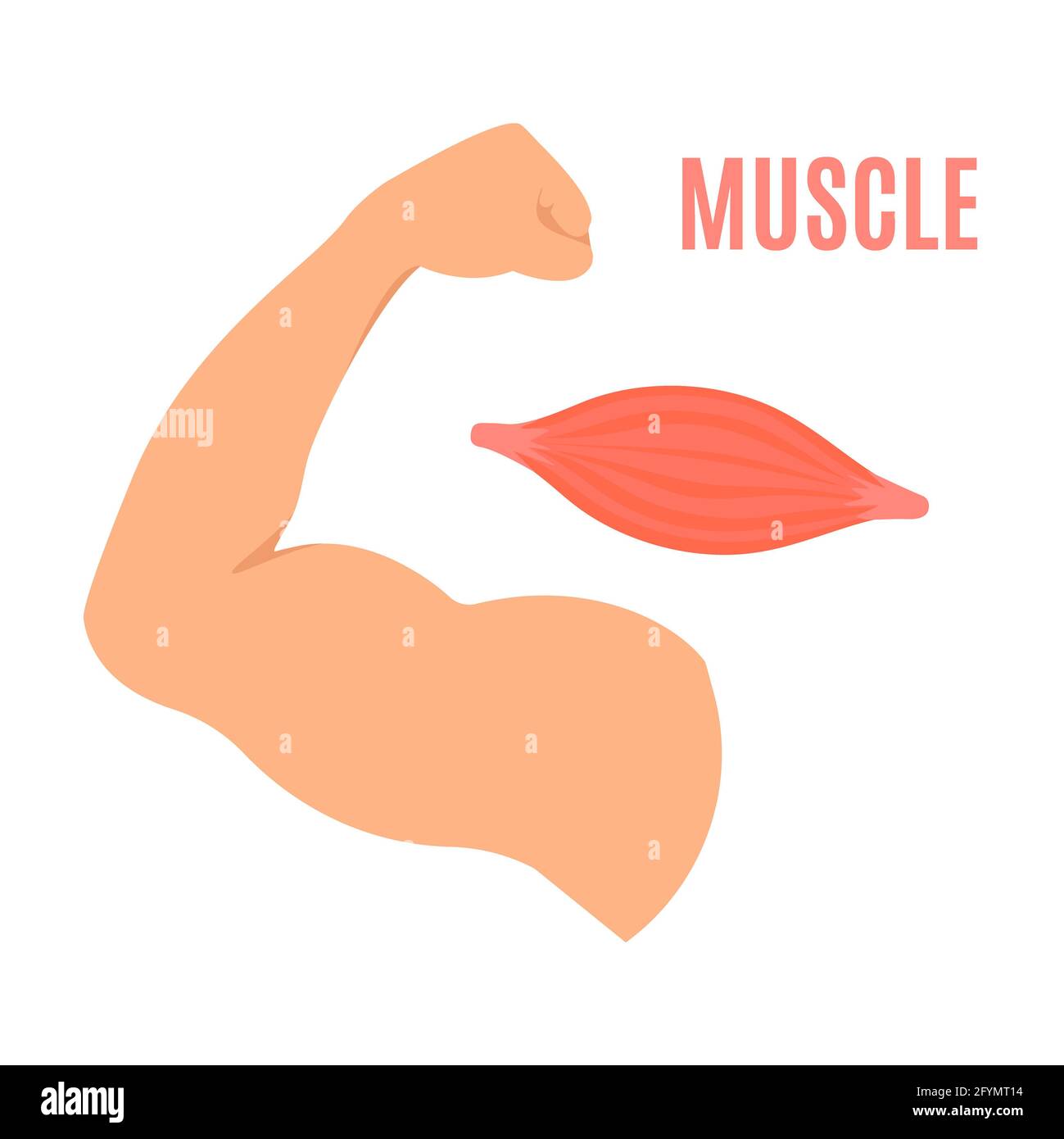 Muscle, illustration Banque D'Images