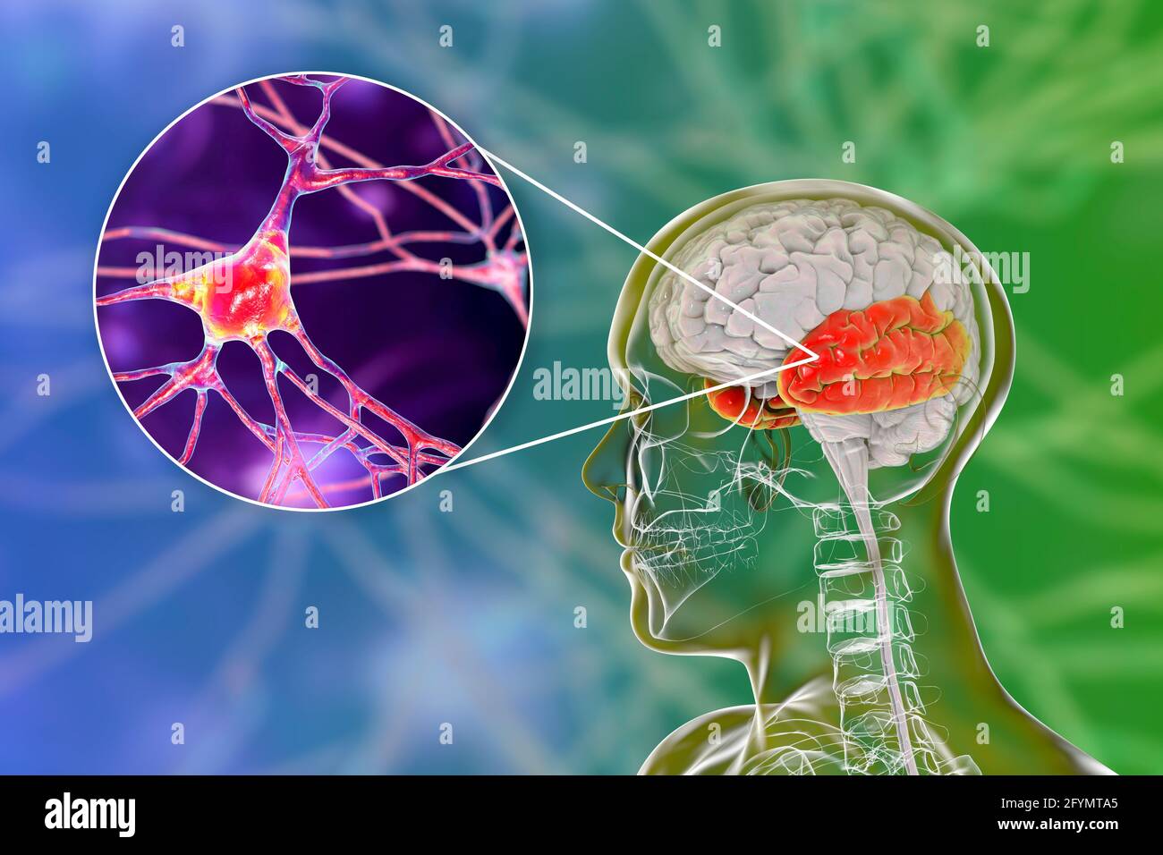 Lobe temporal humain et neurones, illustration Banque D'Images