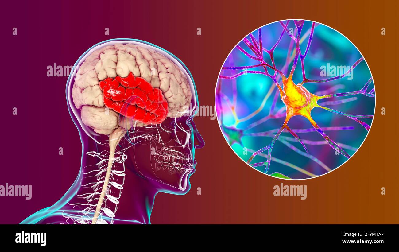 Lobe temporal humain et neurones, illustration Banque D'Images