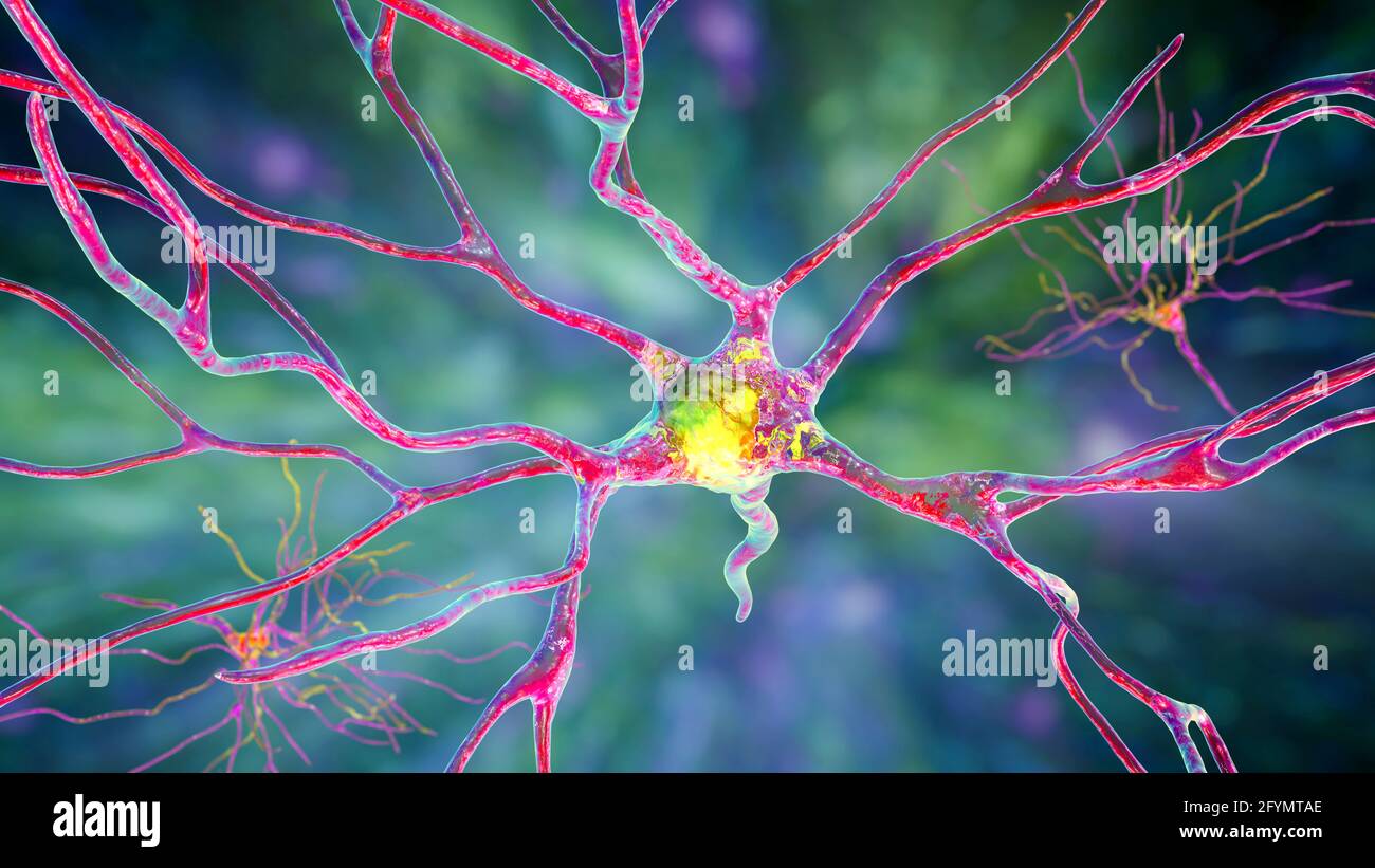 Cellules nerveuses du cerveau humain, illustration Banque D'Images