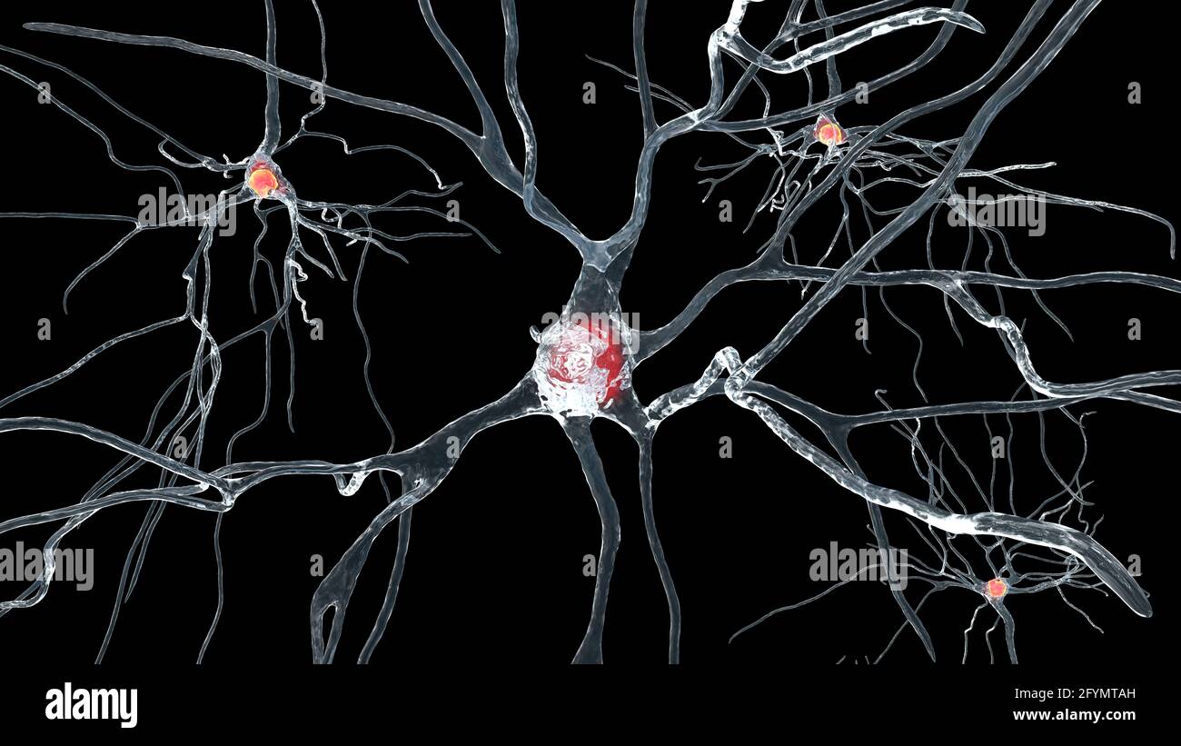 Cellules nerveuses du cerveau humain, illustration Banque D'Images