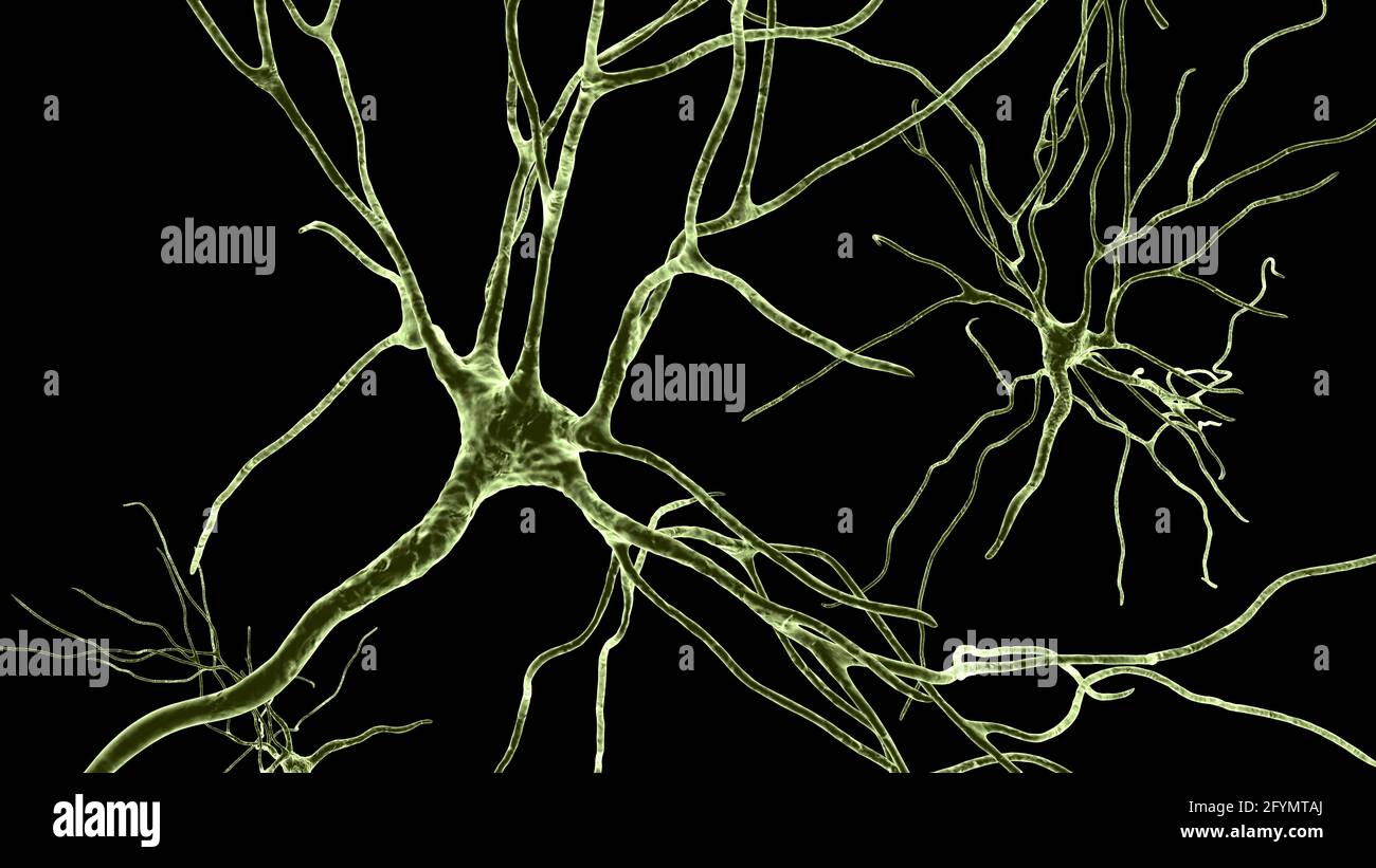 Cellules nerveuses du cerveau humain, illustration Banque D'Images