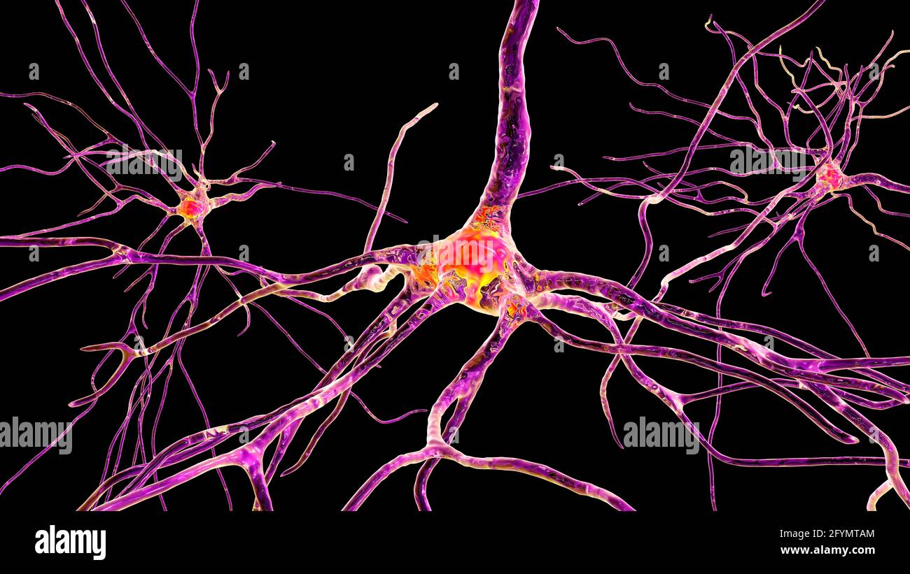 Cellules nerveuses du cerveau humain, illustration Banque D'Images