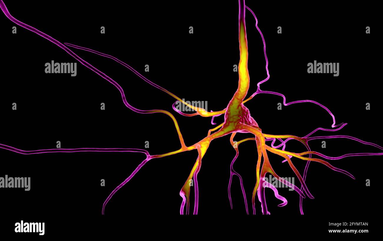 Cellules nerveuses du cerveau humain, illustration Banque D'Images