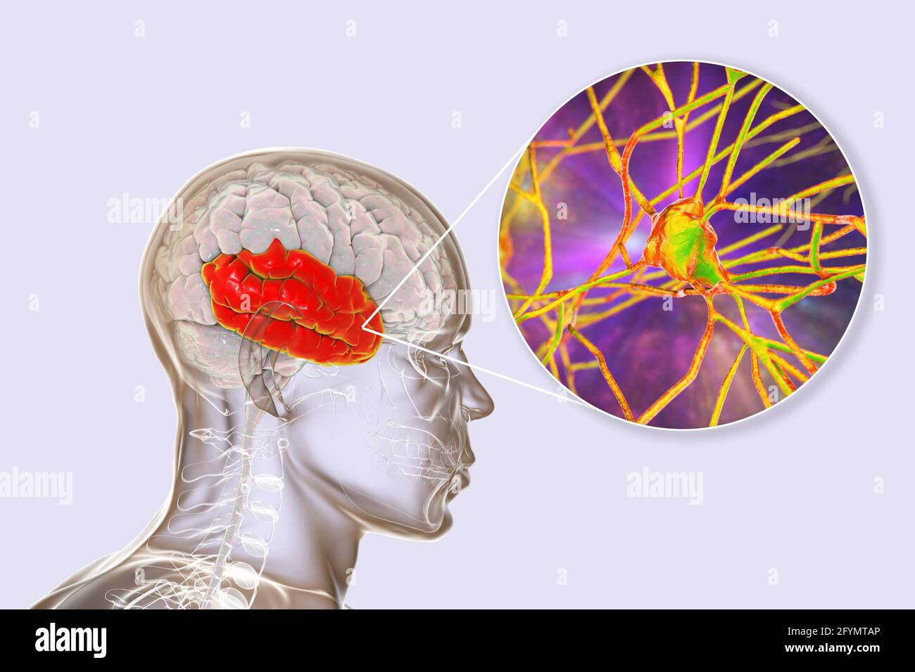Lobe temporal humain et neurones, illustration Banque D'Images