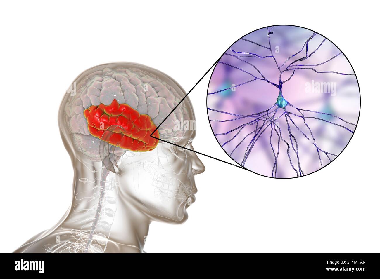 Lobe temporal humain et neurones, illustration Banque D'Images