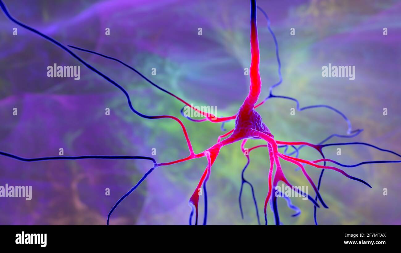 Cellules nerveuses du cerveau humain, illustration Banque D'Images