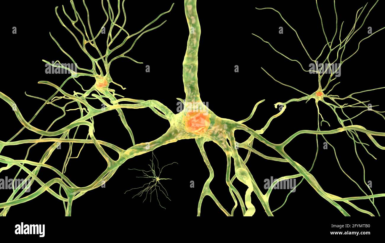 Cellules nerveuses du cerveau humain, illustration Banque D'Images