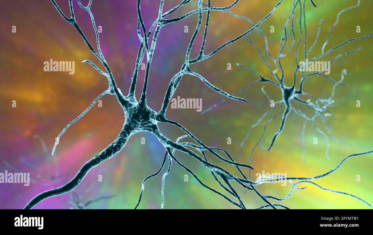 Cellules nerveuses du cerveau humain, illustration Banque D'Images