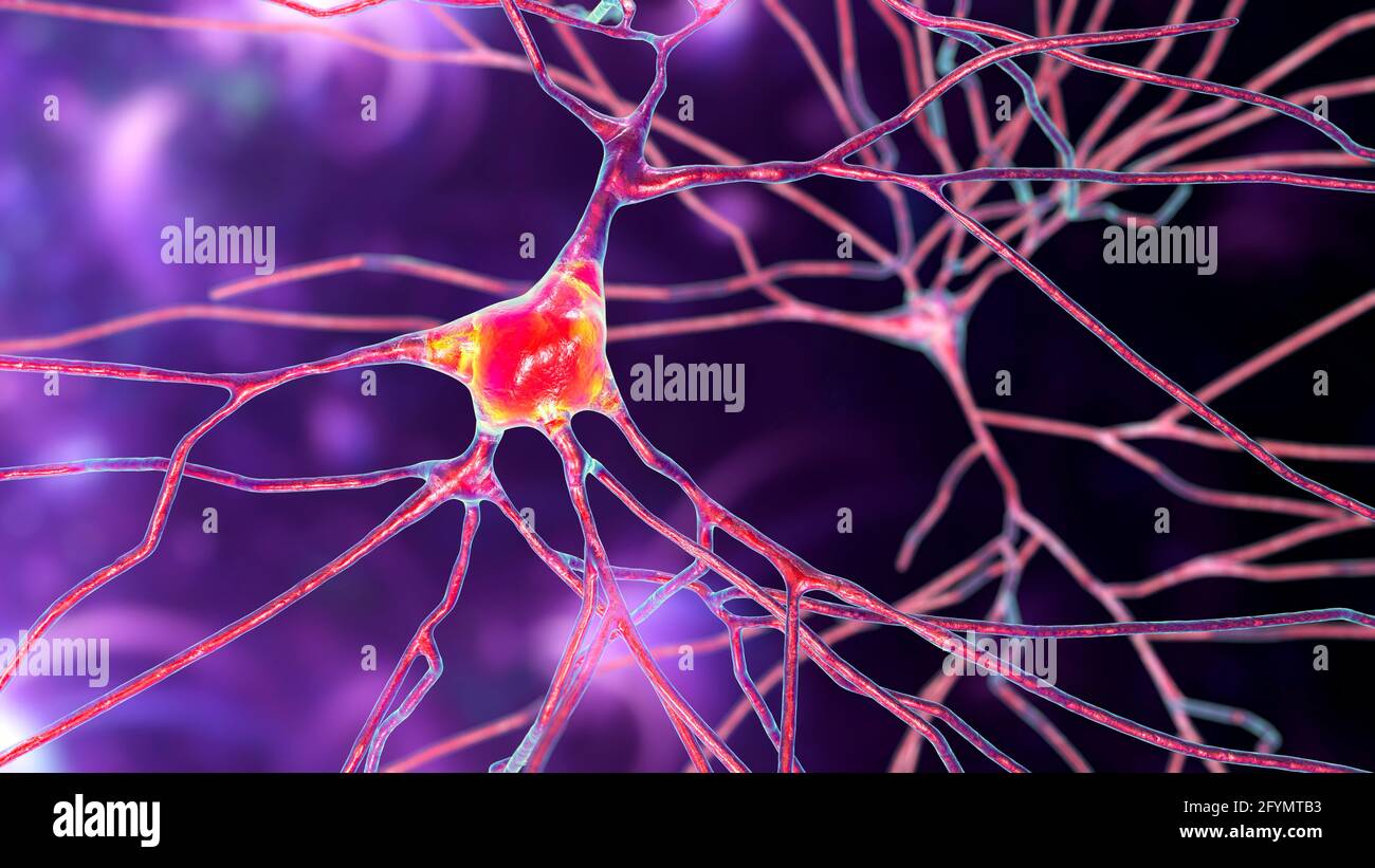 Cellules nerveuses du cerveau humain, illustration Banque D'Images