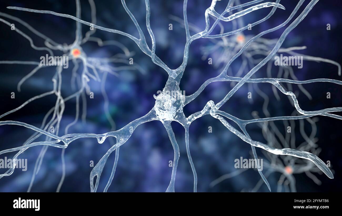 Cellules nerveuses du cerveau humain, illustration Banque D'Images