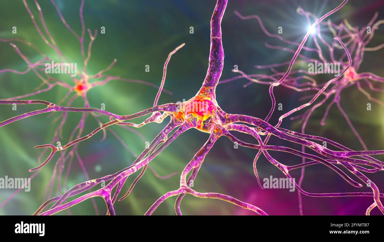 Cellules nerveuses du cerveau humain, illustration Banque D'Images