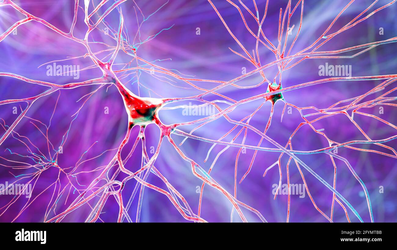 Cellules nerveuses du cerveau humain, illustration Banque D'Images